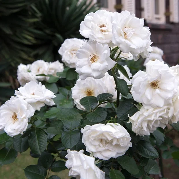 Rose Prinzessin von Wales ® Hardinkum