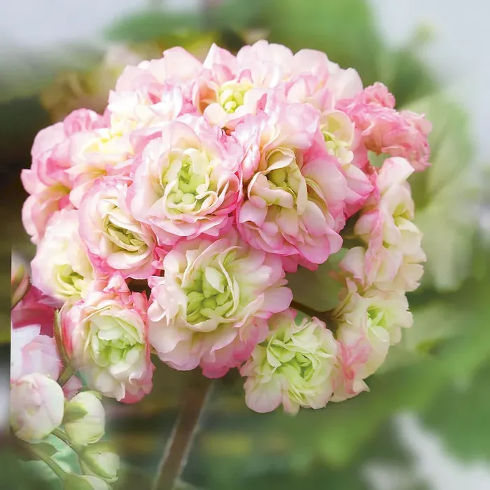 Rosen-Geranie Appleblossom Bestellnummer 6650322