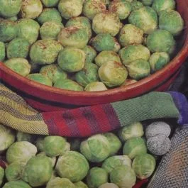 Rosenkohl Topline F1