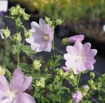 Rosenpappel, Siegmarskraut (Malva alcea) „Bio“