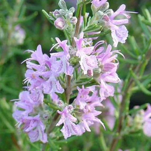 Rosmarin Majorca Pink