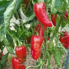 Rosso – Paprika mild