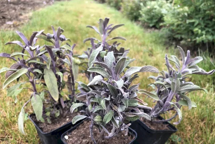 Rotblättriger Salbei, Salvia officinalis ‚Purpurascens‘