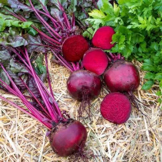 Rote BeteRobuschkaPflanze