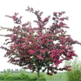Rote Heckenrose (Crataegus laevigata ‚Paul’s Scarlet‘)