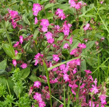 Rote Lichtnelke (Silene dioica) „Bio“