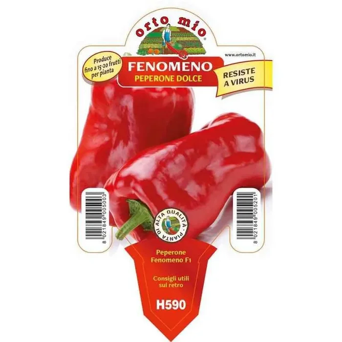 Rote Paprikapflanze Topfphänomen