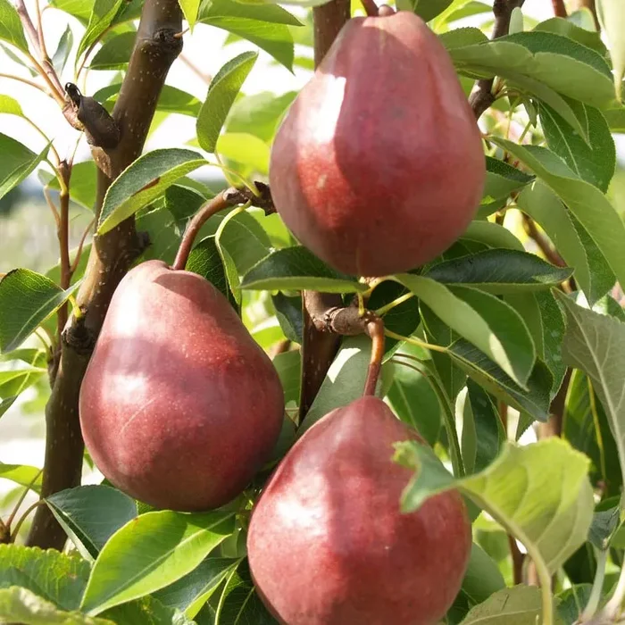 Rote Williams Christ – Birnenbaum Hochstamm wurzelnackt