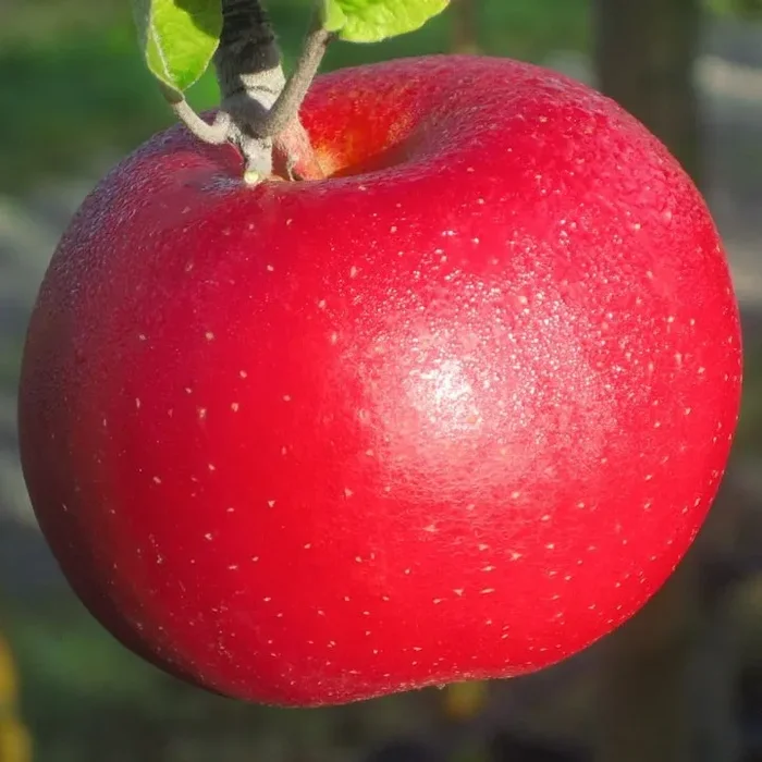 Roter Berlepsch Winterapfel Hochstamm Tafelapfel Lagerapfel ca. 180 cm Stamm wurzelnackter Apfelbaum