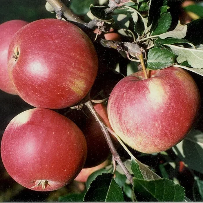 Roter James Grieve Sommerapfel