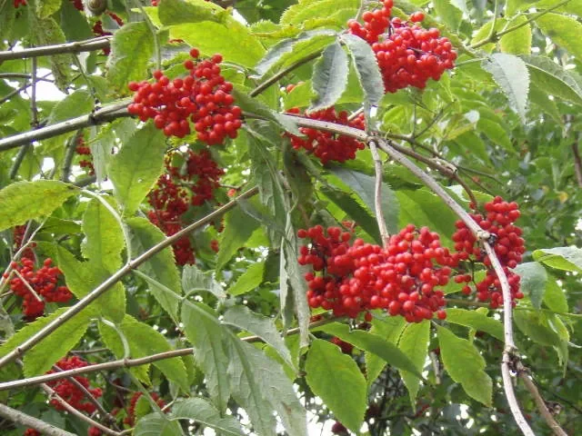 Roter Traubenholunder (Sambucus racemosa)