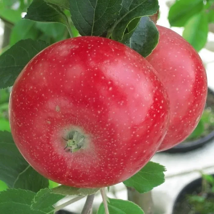 Rotfleischiger Apfel Vampira®