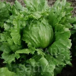 Roxette – Eissalat grün