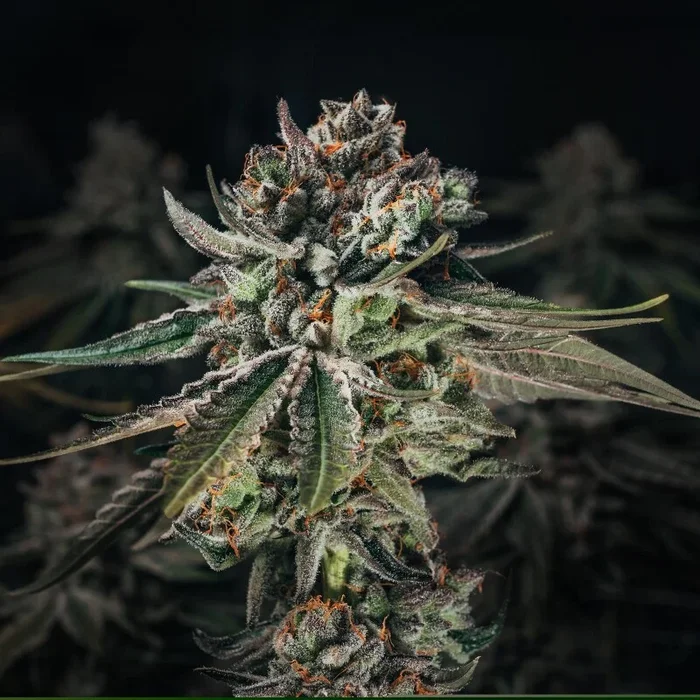 Royal Critical Automatic Cannabissaat 3 Samen geschmacklich ein Mix aus süß, sauer und kräuterig