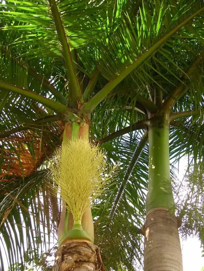 Roystonea regia – Königspalme