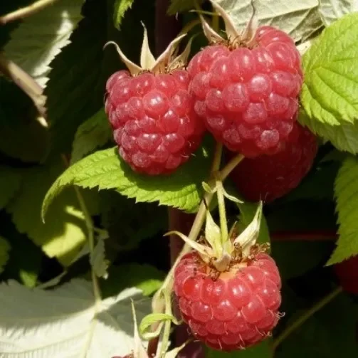 Rubaca (S) Sommerhimbeere