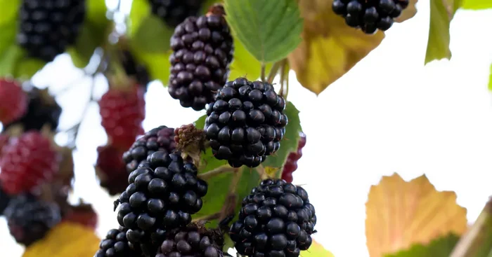 Rubus frut.’Navaho‘ -R- CAC