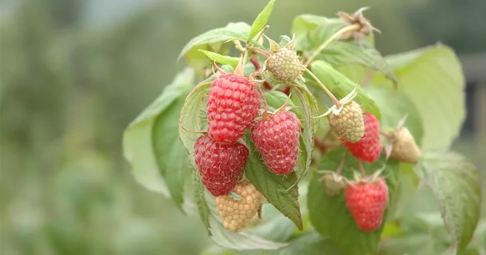 Rubus frut. x idae. ‚Tayberry‘