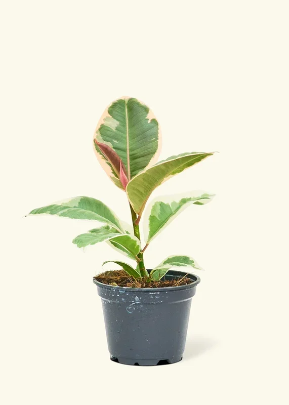 Ruby Rubber Tree, Small