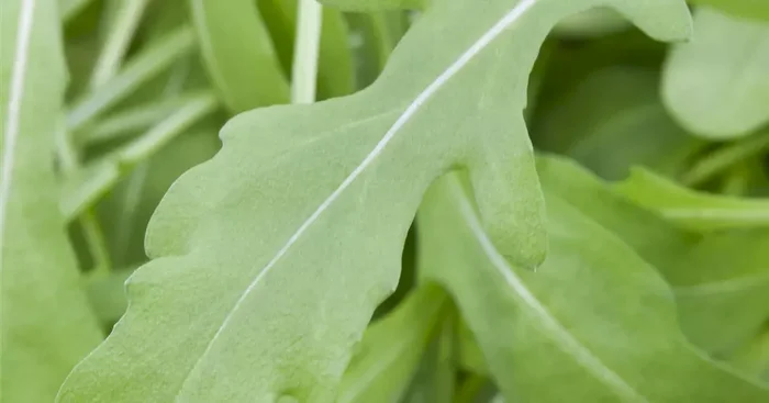 Rucola