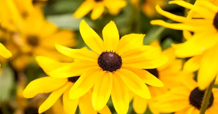 Rudbeckia hirta Sunbeckia Carolina