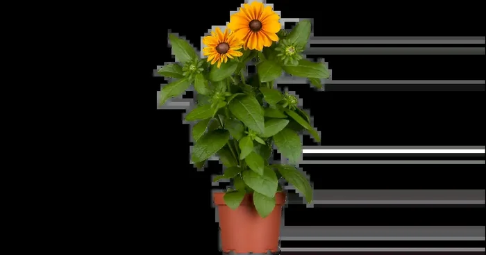 Rudbeckia hirta Toto