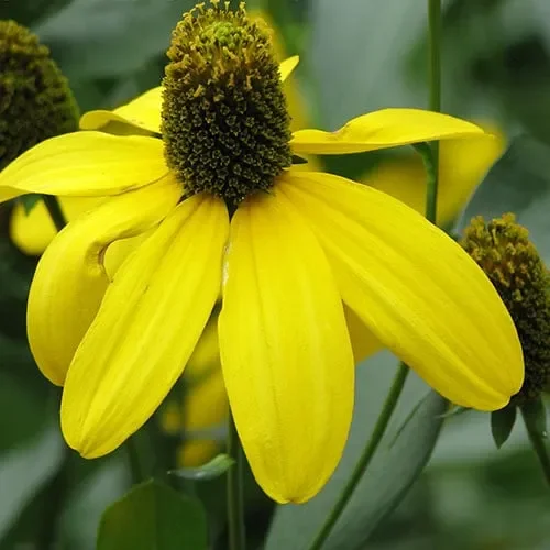 Rudbeckia Laciniata
