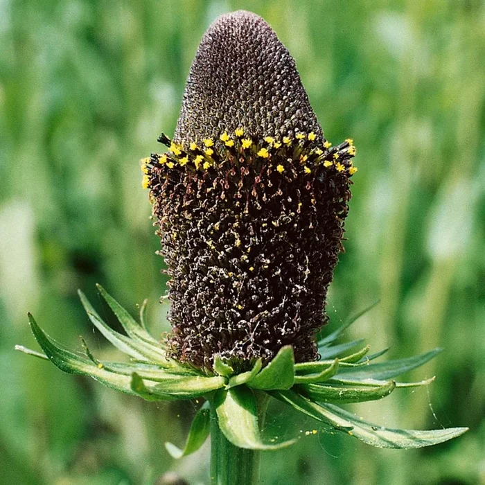 Rudbeckia occidentalis