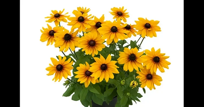 Rudbeckia SUNBECKIA Carolina Kübel