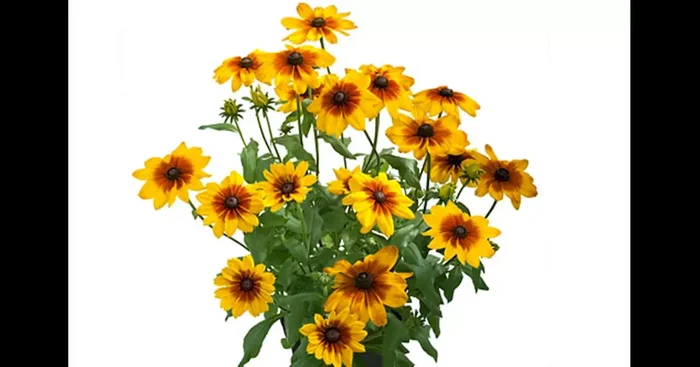 Rudbeckia SUNBECKIA Luna