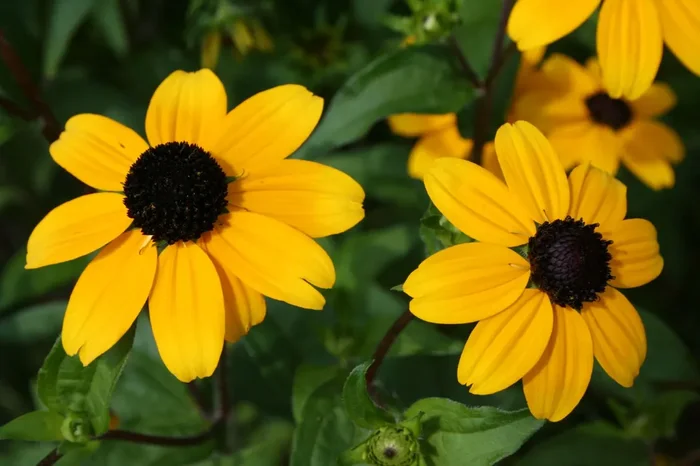 Rudbeckia triloba (Dreilappiger Sonnenhut)