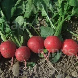 Rudolf – Radies
