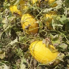 Rugoso cosenza giallo – Melone gelb