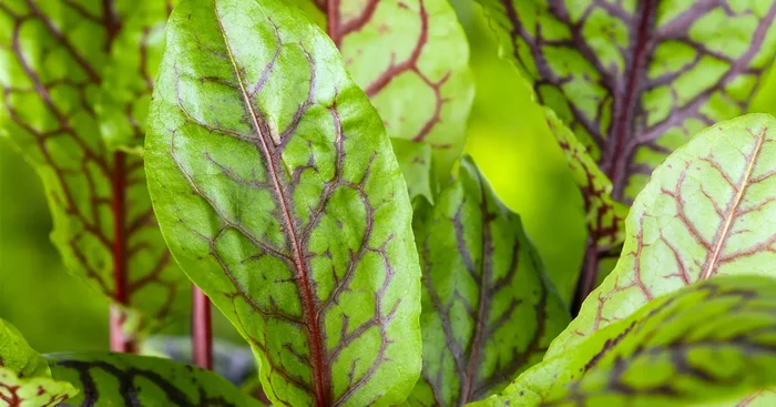 Rumex acetosa${2}