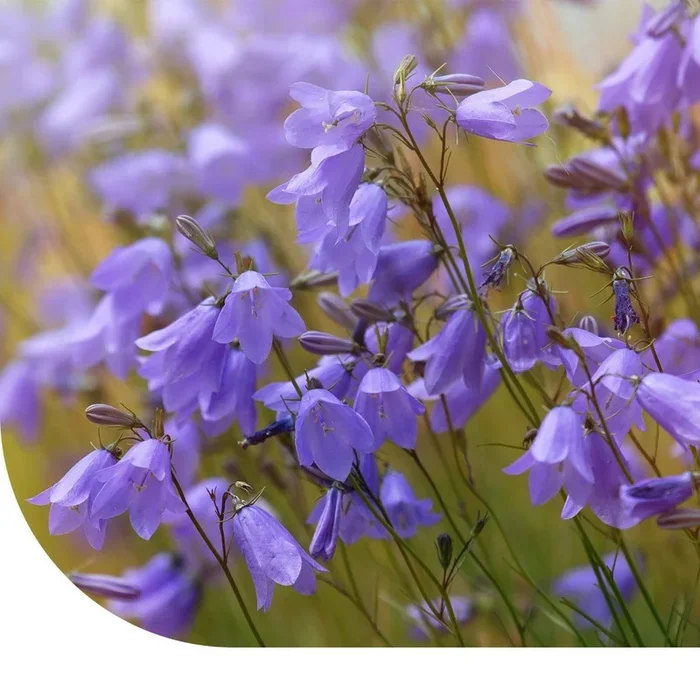 Rundblättrige Glockenblume – Campanula rotundifolia