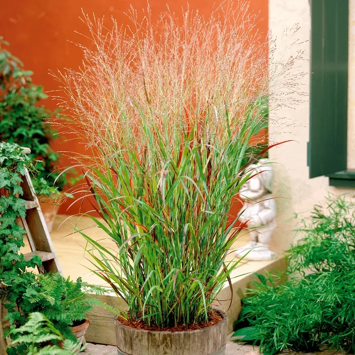 Rutenhirse – Staude des Jahres 2020 Panicum virgatum – Bestellnummer 1170066