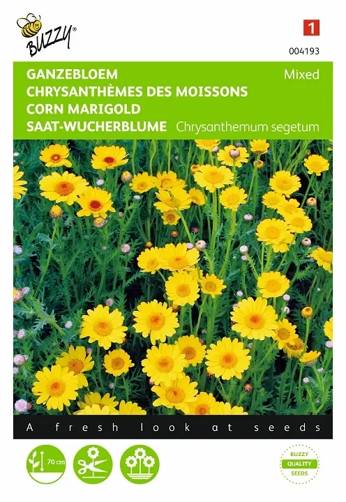 Saat-Wucherblume
