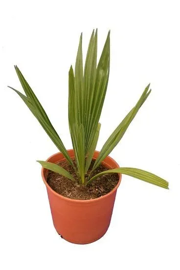 Sabal minor – Zwergpalmettopalme