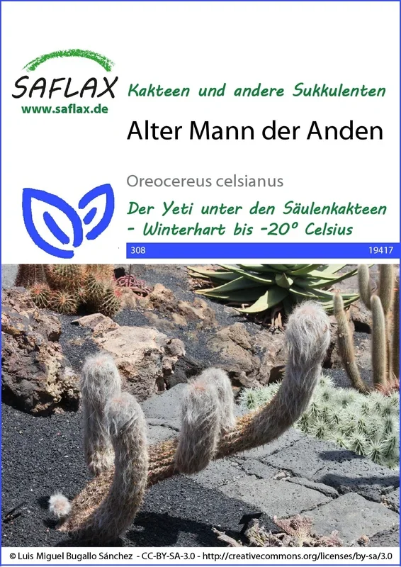 Saflax Alter Mann der Anden