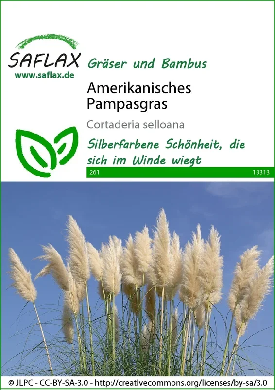 Saflax Amerikanisches Pampasgras