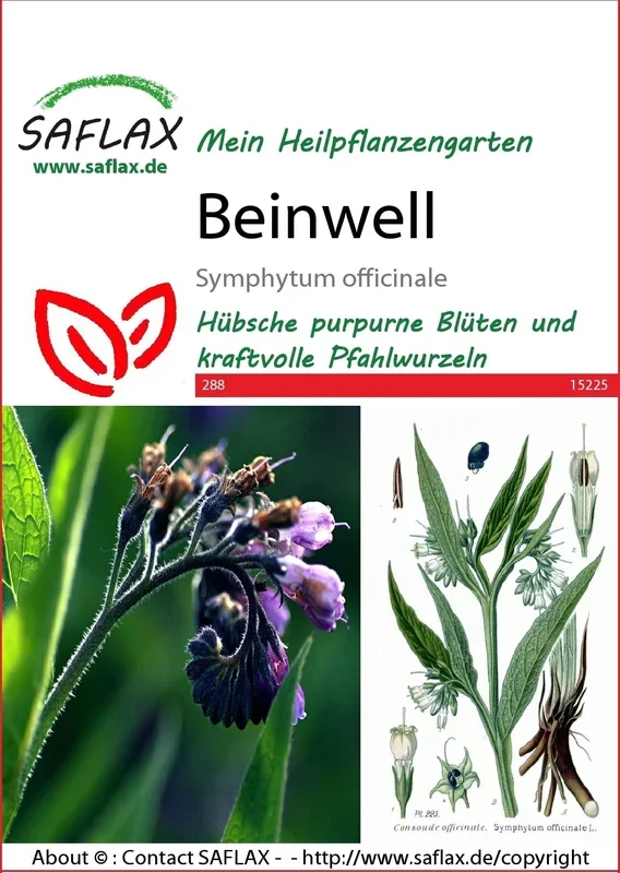 Saflax Beinwell