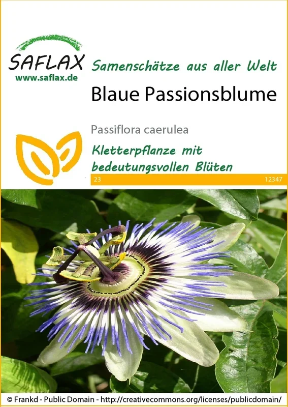 Saflax Blaue Passionsblume