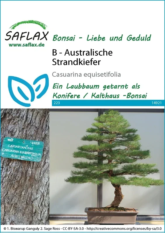 Saflax Bonsai – Australische Strandkiefer
