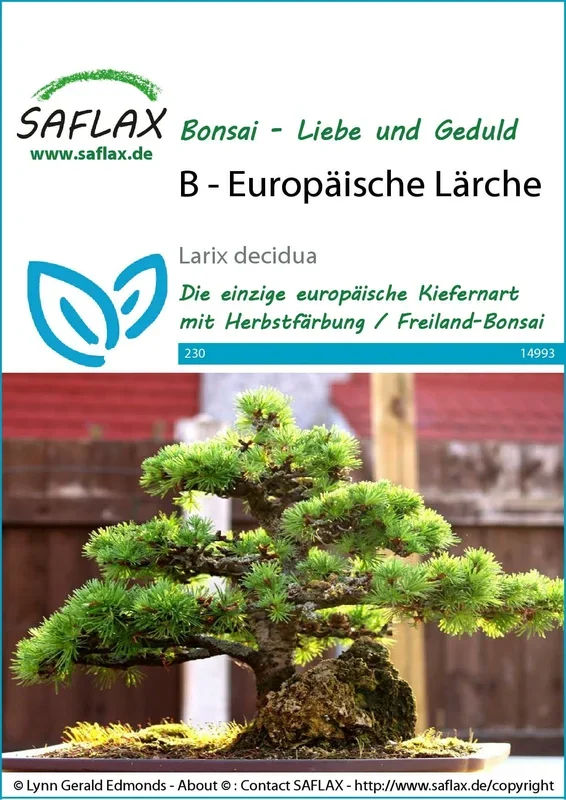Saflax Bonsai – Europäische Lärche