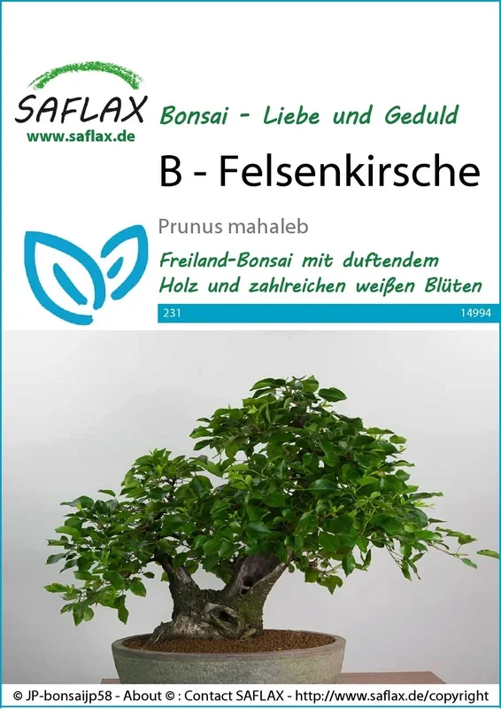 Saflax Bonsai – Felsenkirsche