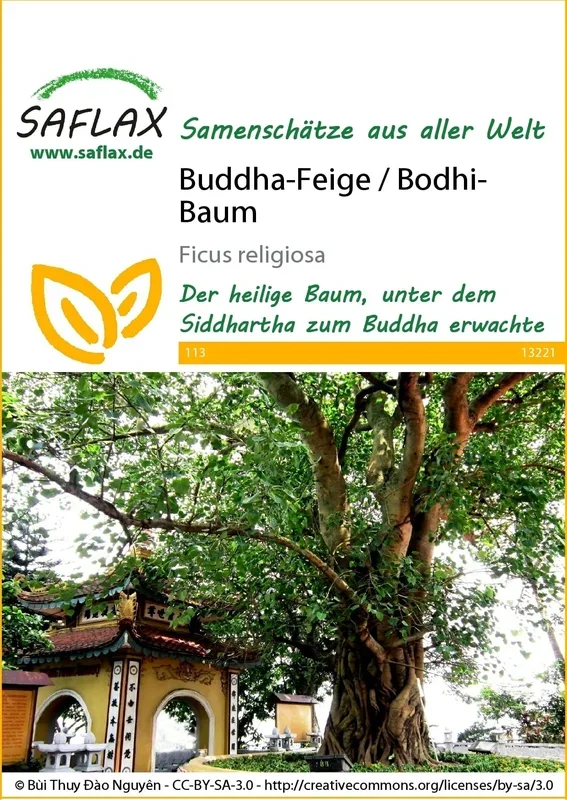 Saflax Buddha-Feige / Bodhi-Baum