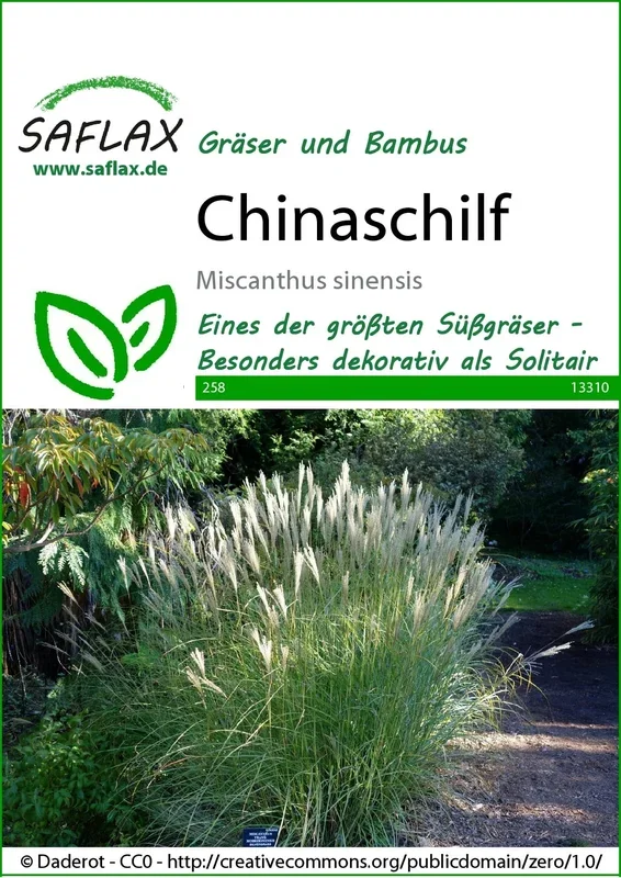Saflax Chinaschilf