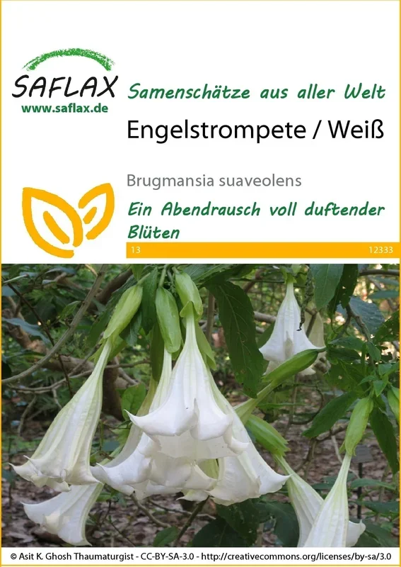 Saflax Engelstrompete / Weiß