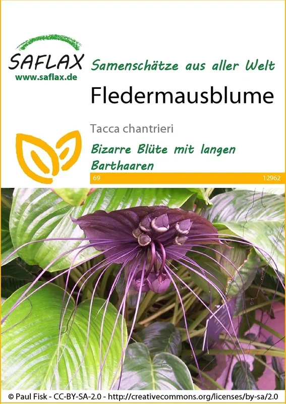 Saflax Fledermausblume