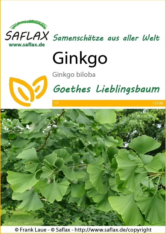 Saflax Ginkgo